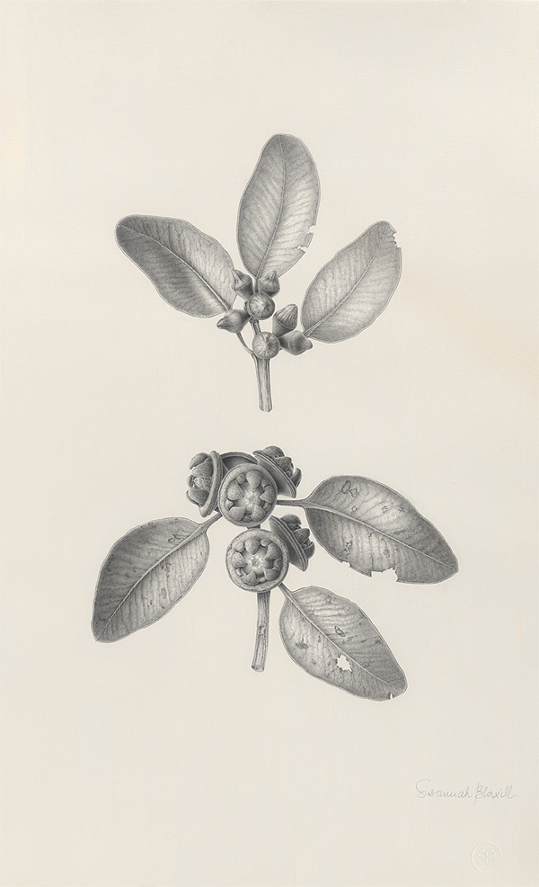 Eucalyptus preissiana