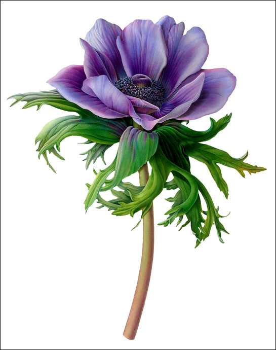 Purple Blue Anenome
