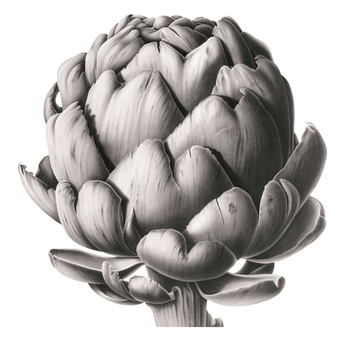 Artichoke Head in Charcoal