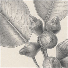 Eucalyptus preissiana