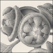 Eucalyptus preissiana