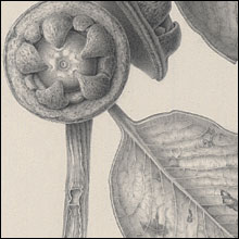 Eucalyptus preissiana