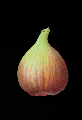 Fig