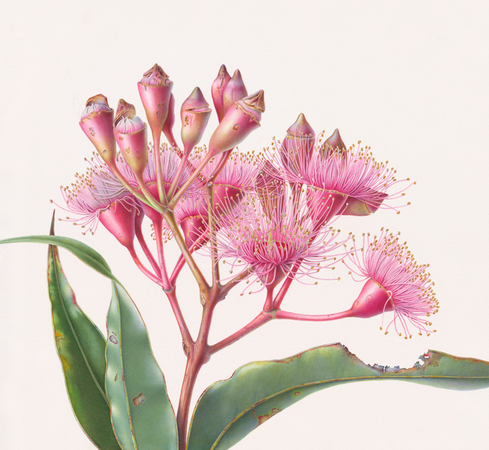 Flowering Gum