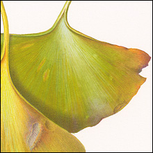 Gingko biloba