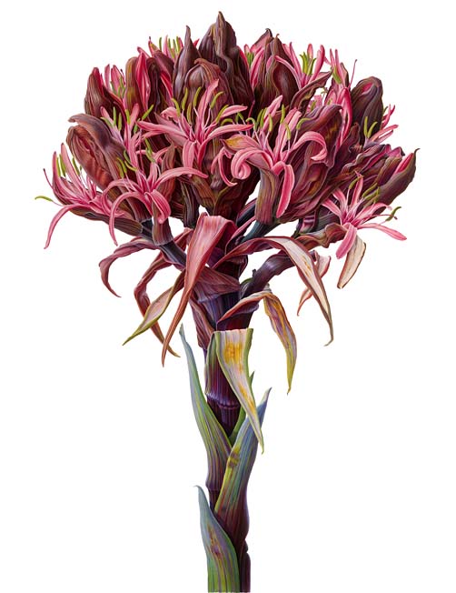 Gymea Lily