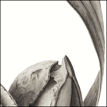 Hakea Seed Pod version2