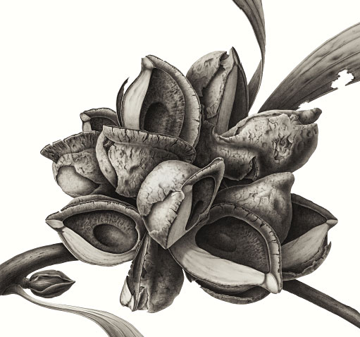 Hakea Seed Pod, version 2