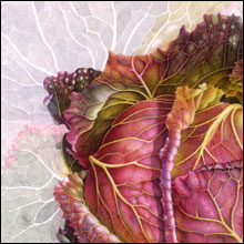 Half-finished Cabbage