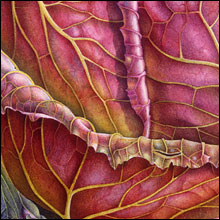 Half-finished Cabbage