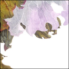 Half-finished Cabbage