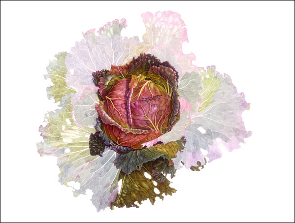  Half-finished Cabbage