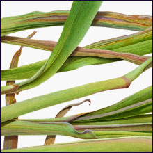 Lemongrass 2