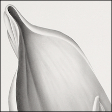 Magnolia in Charcoal Number 2