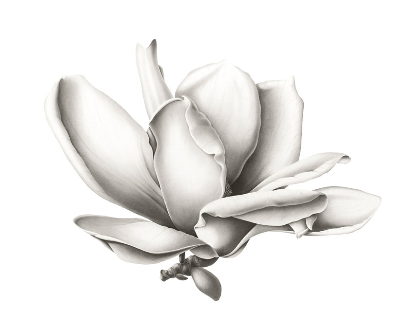 Magnolia
