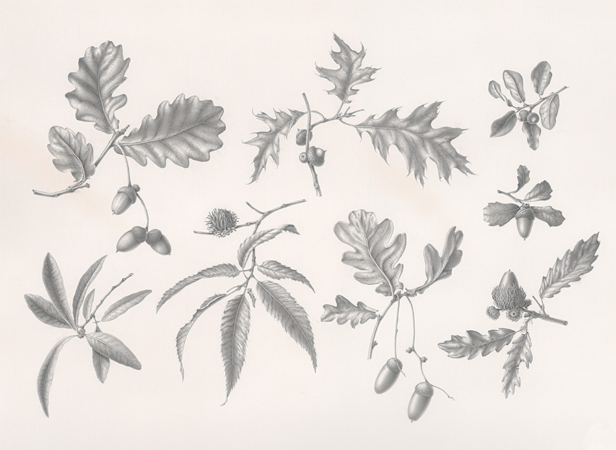 Oak Leaves and Acorns