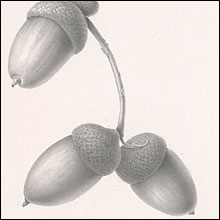 Oak Leaves and Acorns