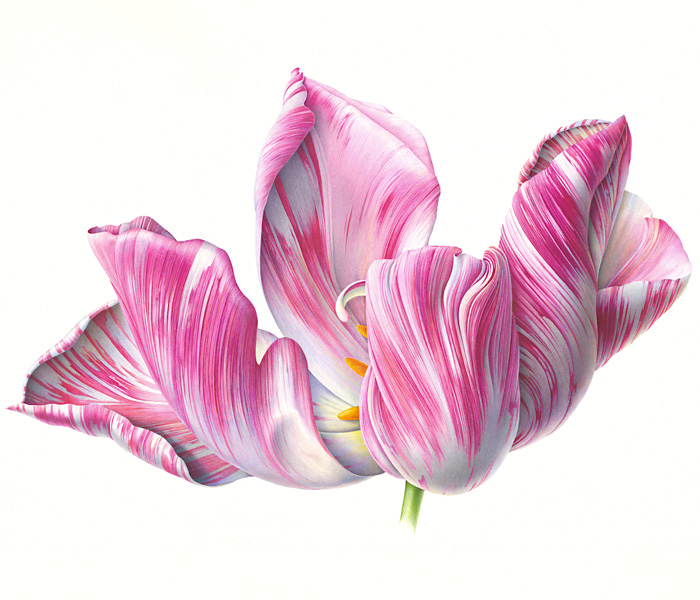 parrot_tulip