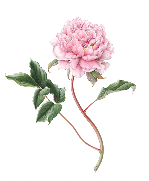 Peony - Etienne de France