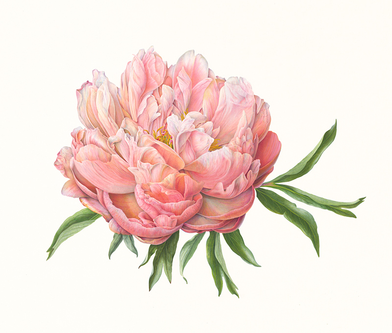 Peony Coral Charm