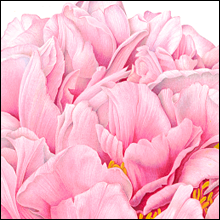 Peony