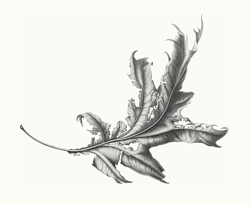 Pin Oak Leaf in Charcoal