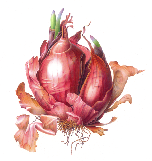 Red Onion on Vellum