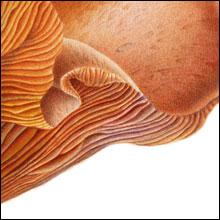 Red Mushroom Close-up