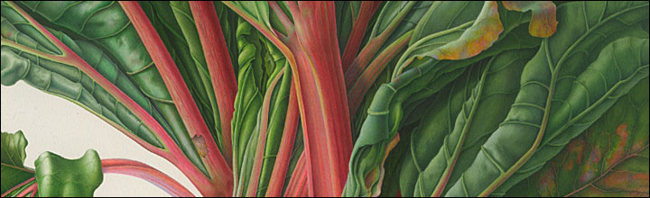 Bunch of Rhubarb