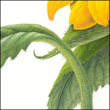 Sunflower 3