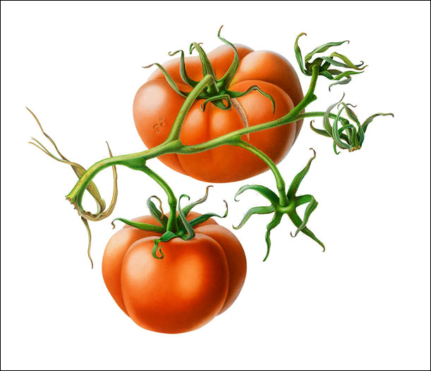 Two Tomatoes