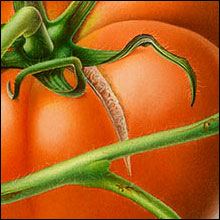 Two Tomatoes & Vine Close-up