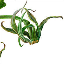 Two Tomatoes & Vine Close-up