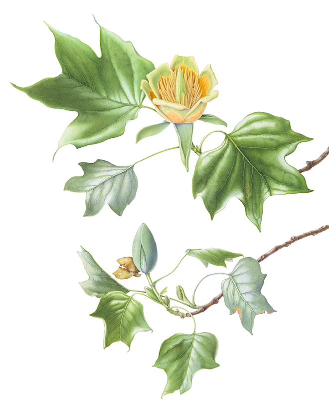 Tulip Tree Flower and Bud