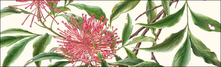 Tree Waratah