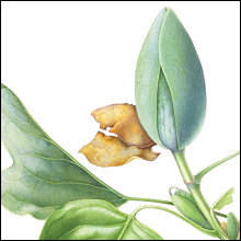 Tulip Tree Flower and Bud