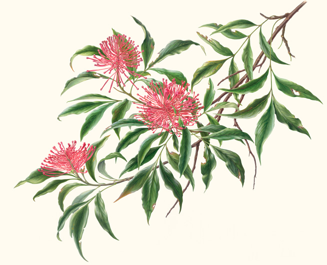 Tree Waratah