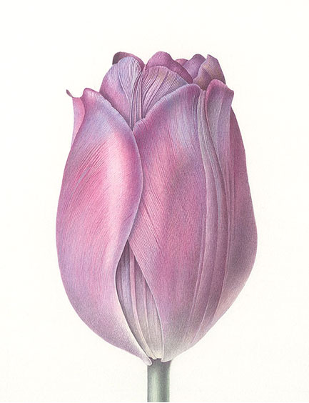 Tulip 1