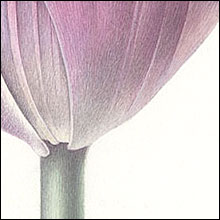 Tulip 1