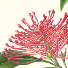 Tree Waratah