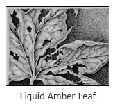 liquidamber