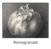 pomegranate